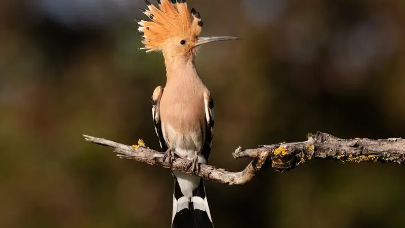 Discover the Enigmatic Crested Woodland Bird nyt