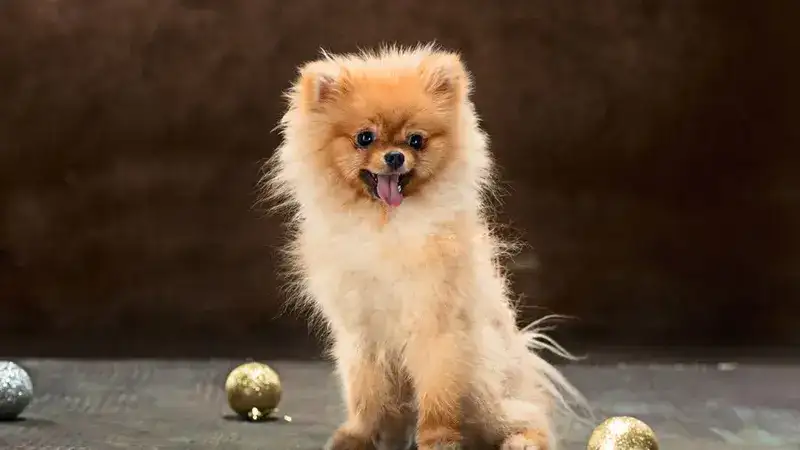 Tinyvspf48zfklu= Pomeranian